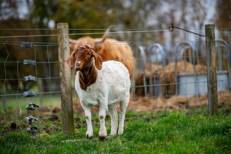 Boer