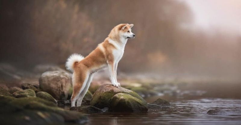 Akita