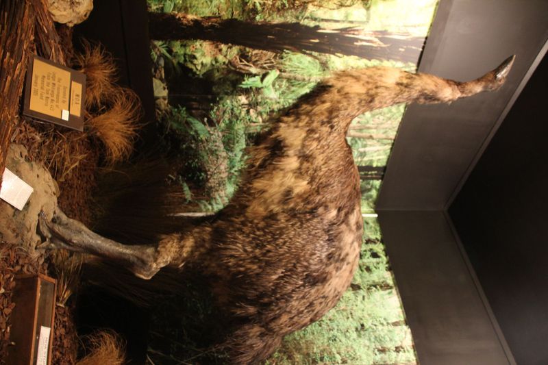 Giant Moa