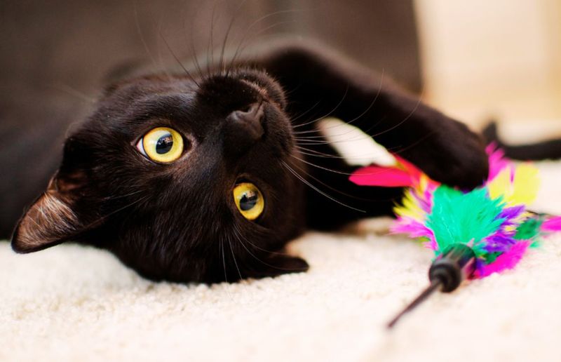 Licorice's Mysterious Charm