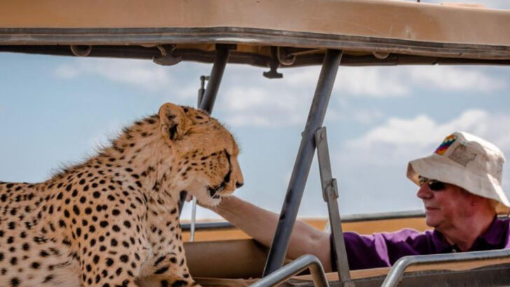 Safari Guide: 10 African Animals You Absolutely Can’t Miss