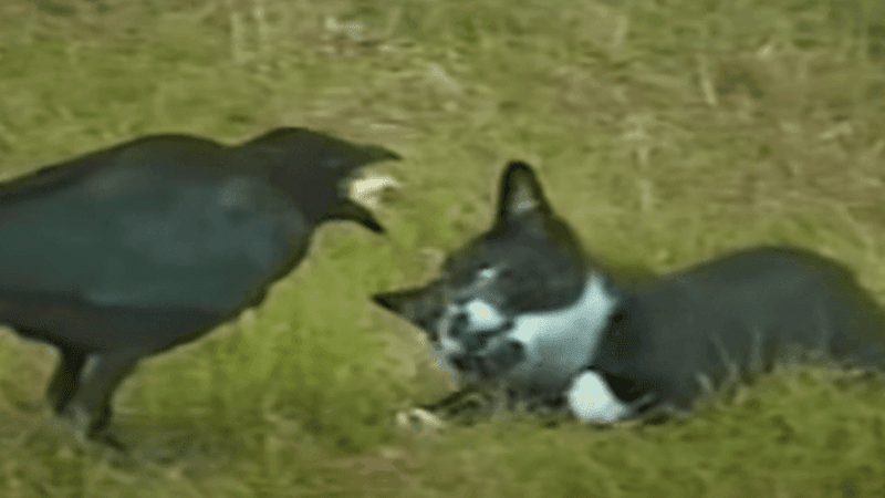 Cassie the Kitten & Moses the Crow