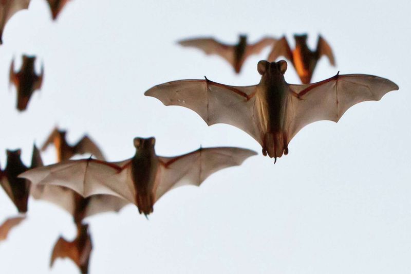 Brazilian Free-Tailed Bat