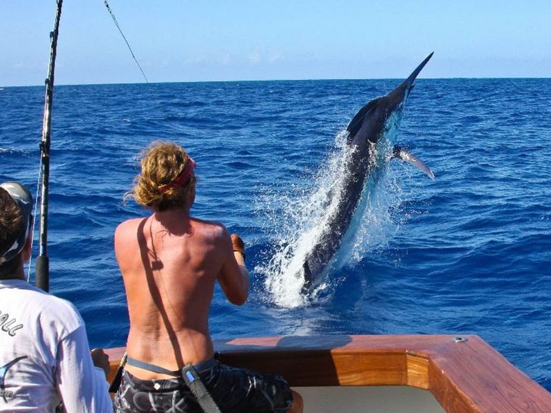 Black Marlin
