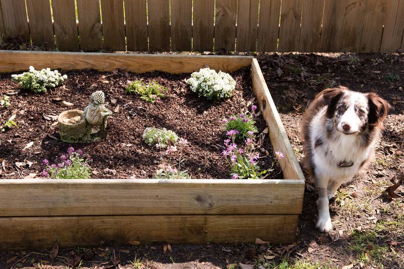 Australian Shepherd