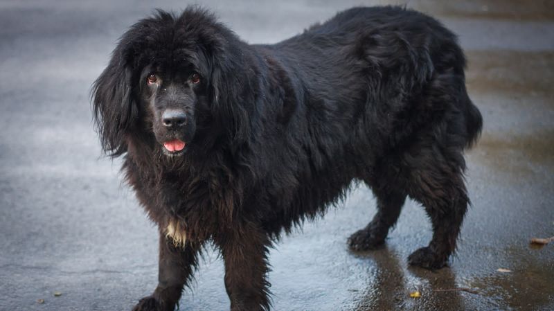 Newfoundland