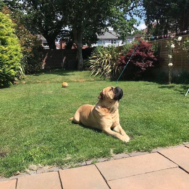 Bullmastiff
