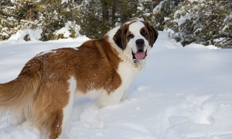 Saint Bernard