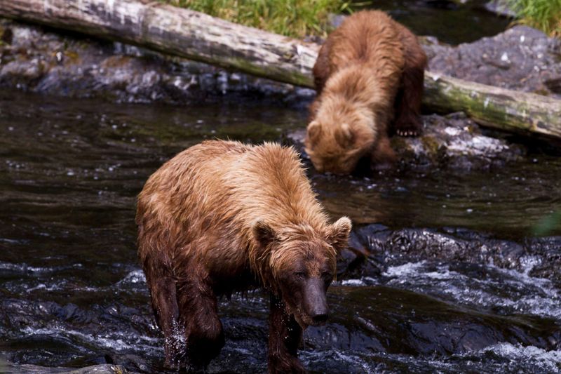 Kenai Peninsula Brown Bear