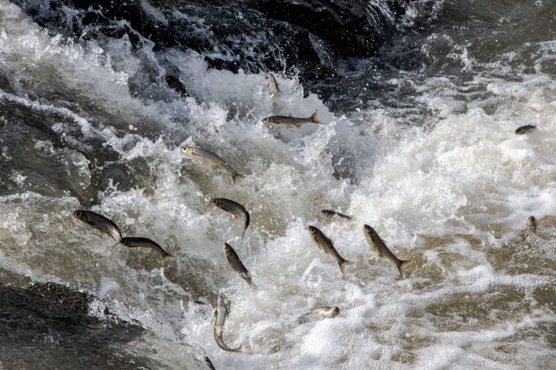 Salmon