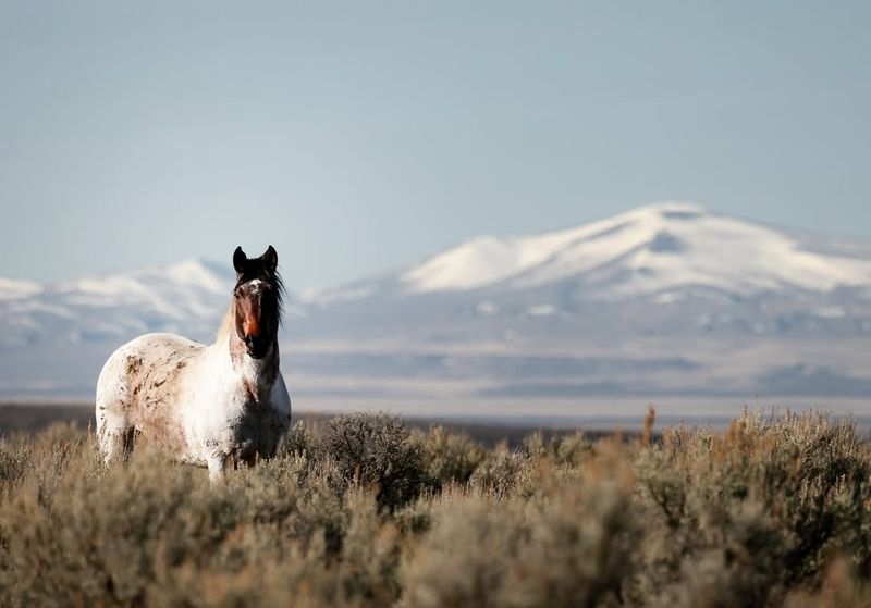 Steens Mountain, Oregon
