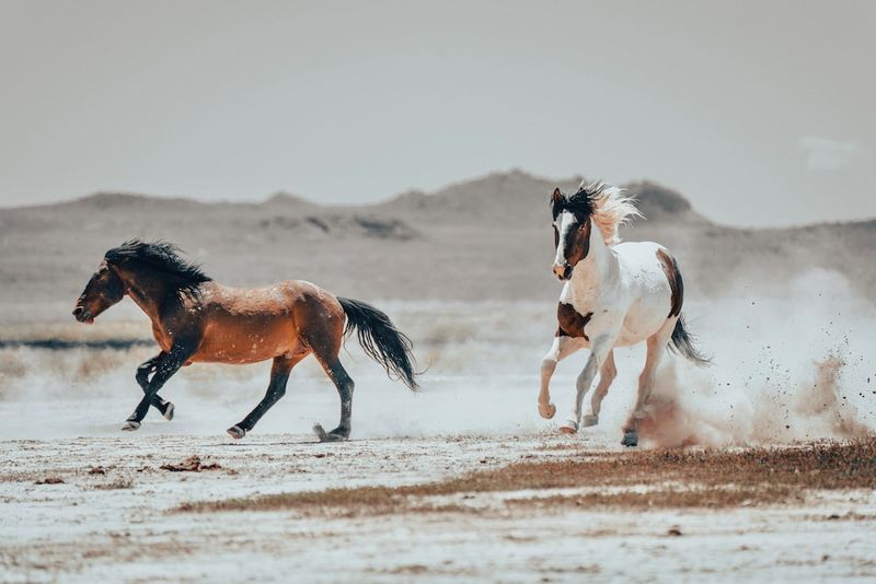 Onaqui Mountain Herd