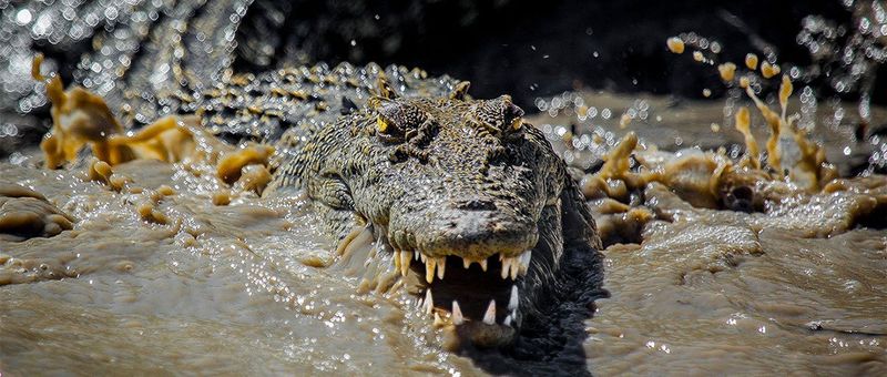 Saltwater Crocodile