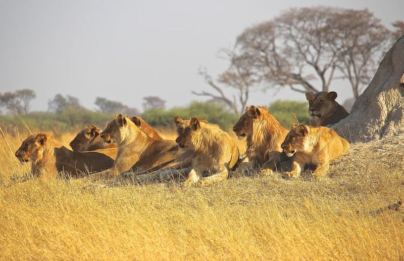 African Lion