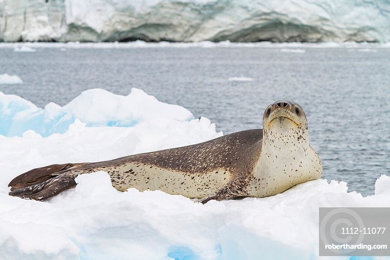 Leopard Seal