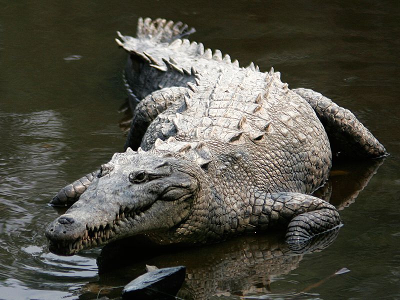 Saltwater Crocodile
