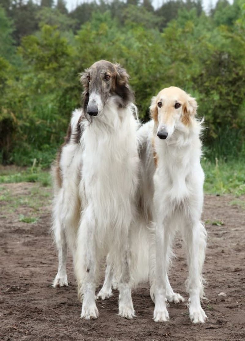 Borzoi