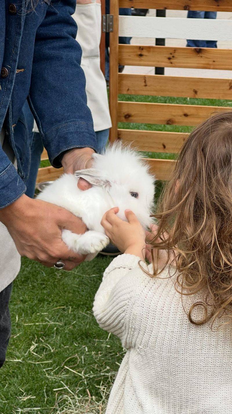 Bella the Rabbit