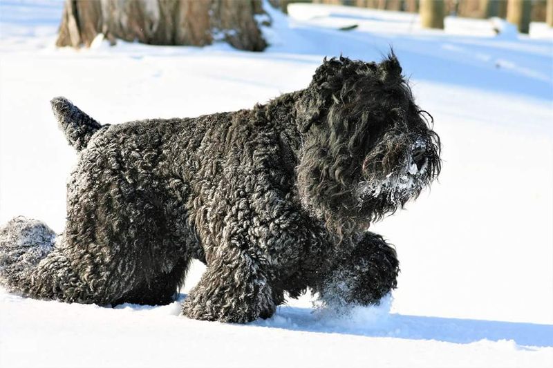Russian Black Terrier