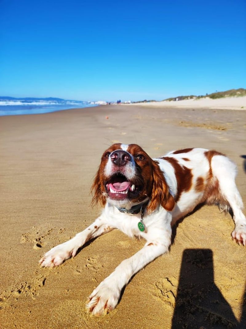 Brittany Spaniel