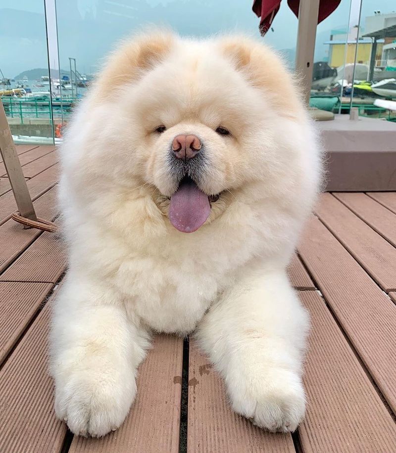 Chow Chow