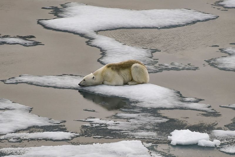 Polar Bear