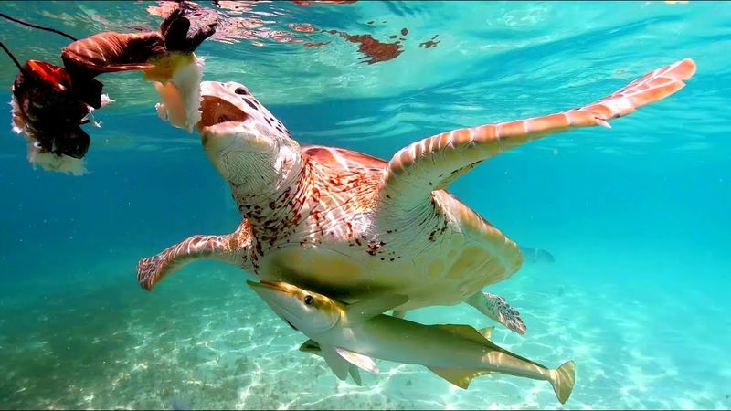 Sea Turtle
