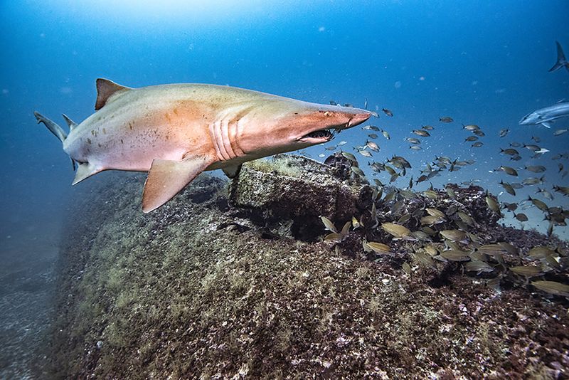 Sand Tiger Shark