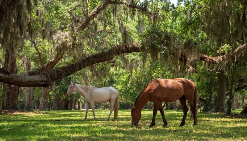 Cumberland Island Horses