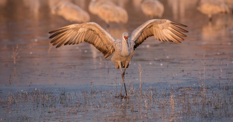 Sandhill Crane