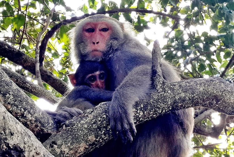 Formosan Rock Macaque