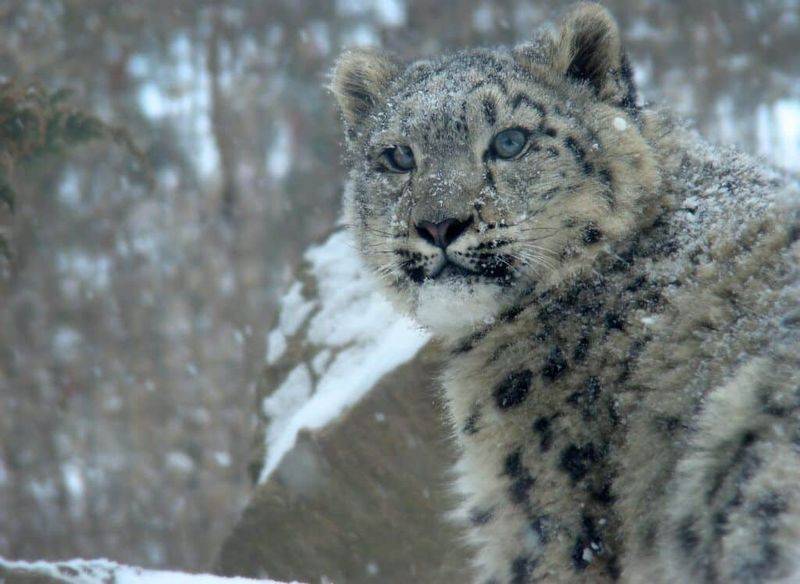 Snow Leopard