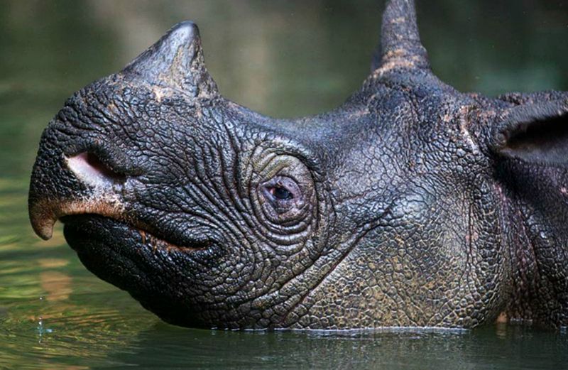 Javan Rhino