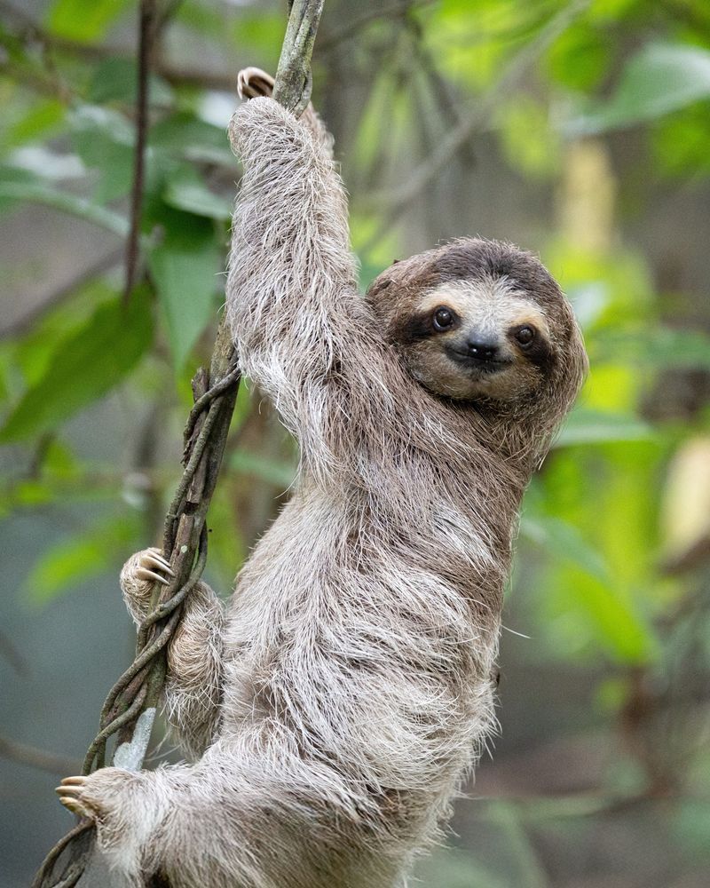 Pygmy Three-Toed Sloth