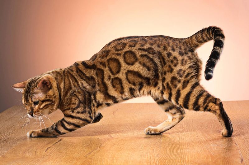 Bengal Cat