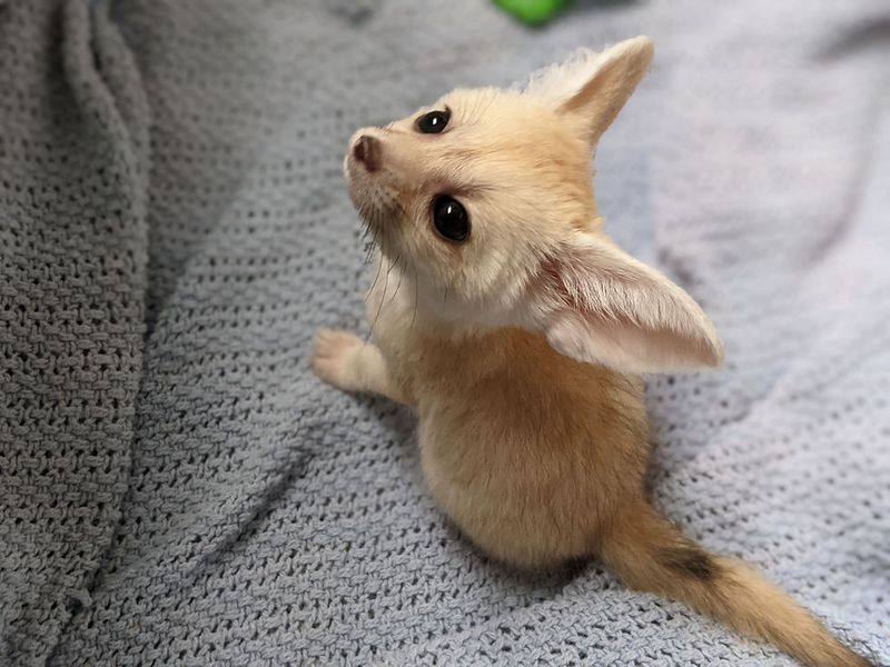 Fennec Fox
