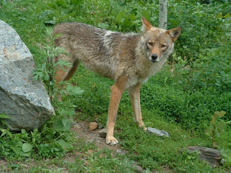 Coywolf