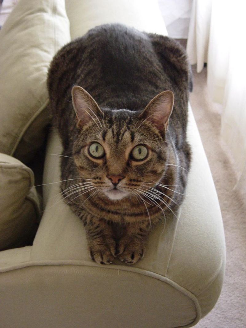 California Spangled Cat