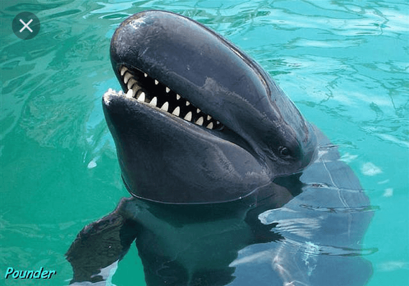 Wholphin