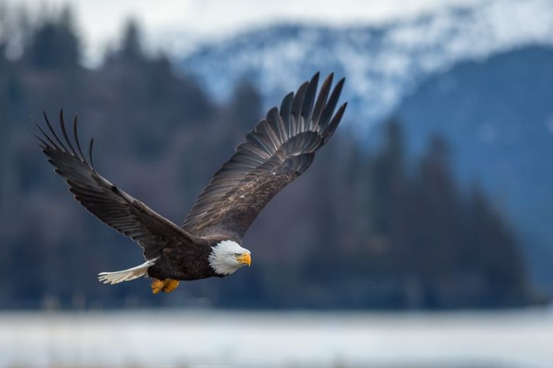 Bald Eagle