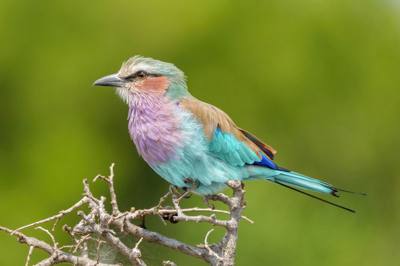 Lilac-breasted Roller