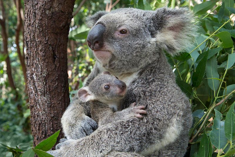 Parental Care