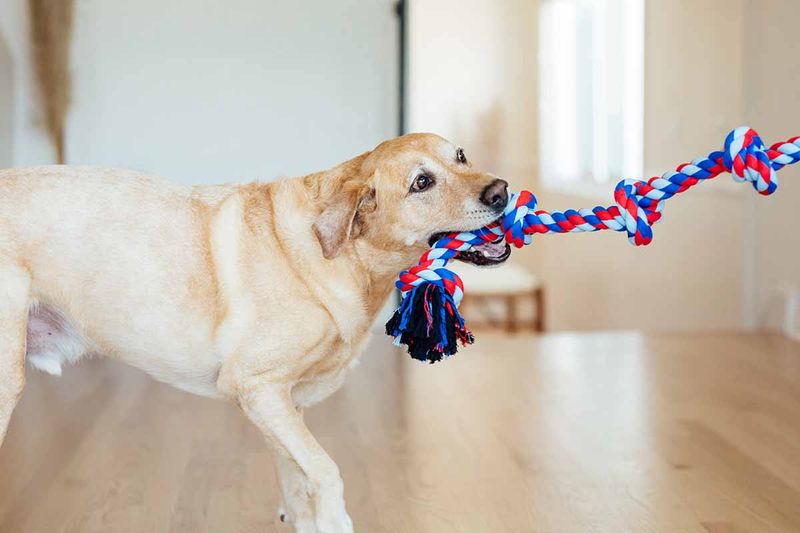 Tug of War