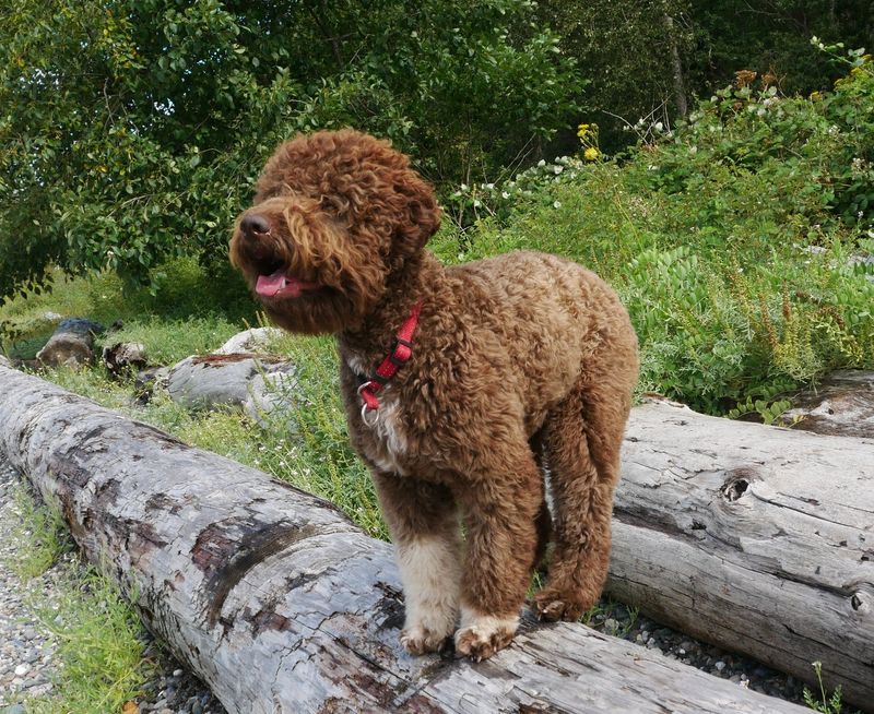 Lagotto Romagnolo