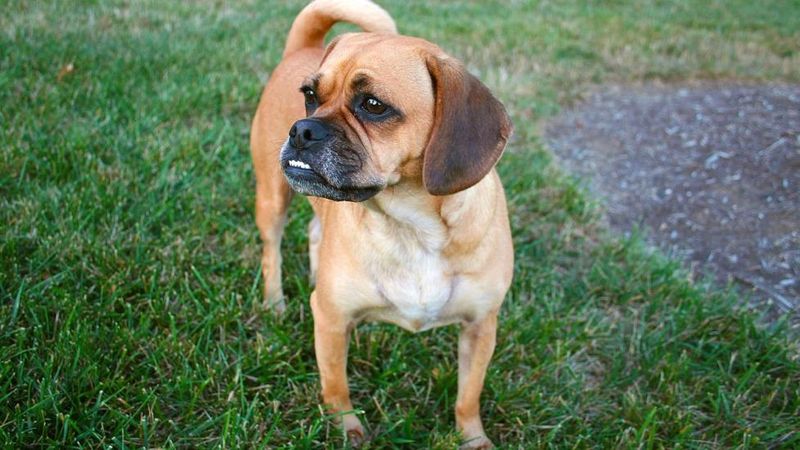 Puggle