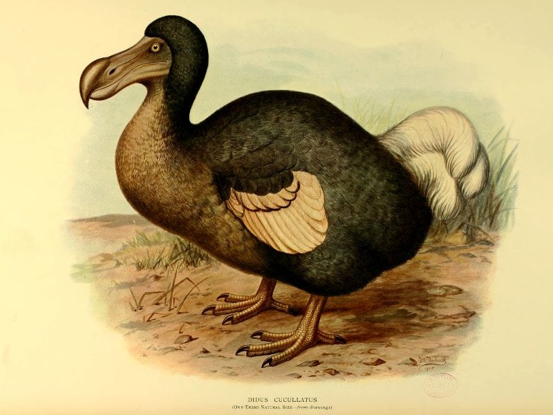 Dodo's Legacy in Conservation