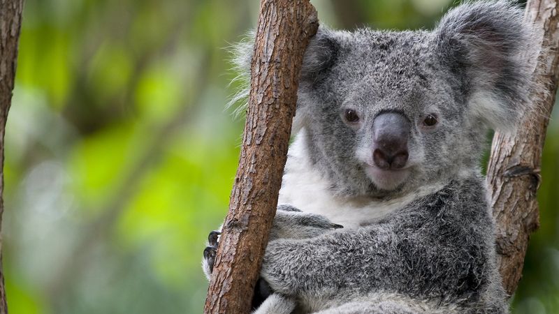 Koala Conservation Efforts