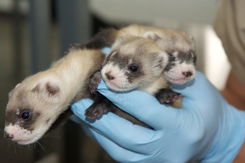 Captive Breeding Success
