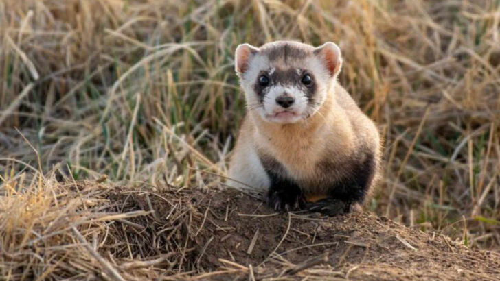 Scientists Brought Back One of America’s Rarest Animals (the Black-Footed Ferret)
