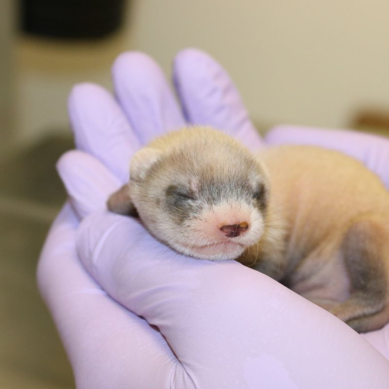 Elizabeth Ann: The First Cloned Ferret